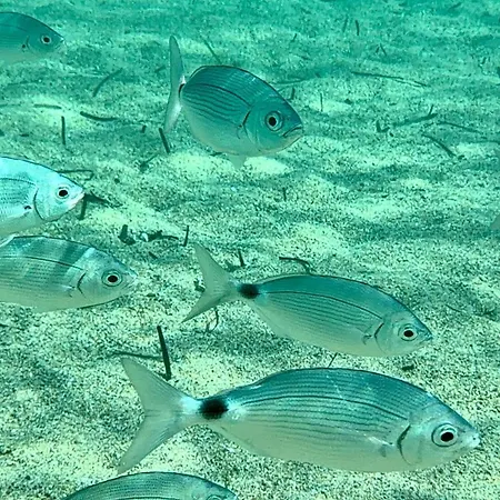 Entre Mer, Piscine Et Maquis, T2 Avec Panorama شقة
